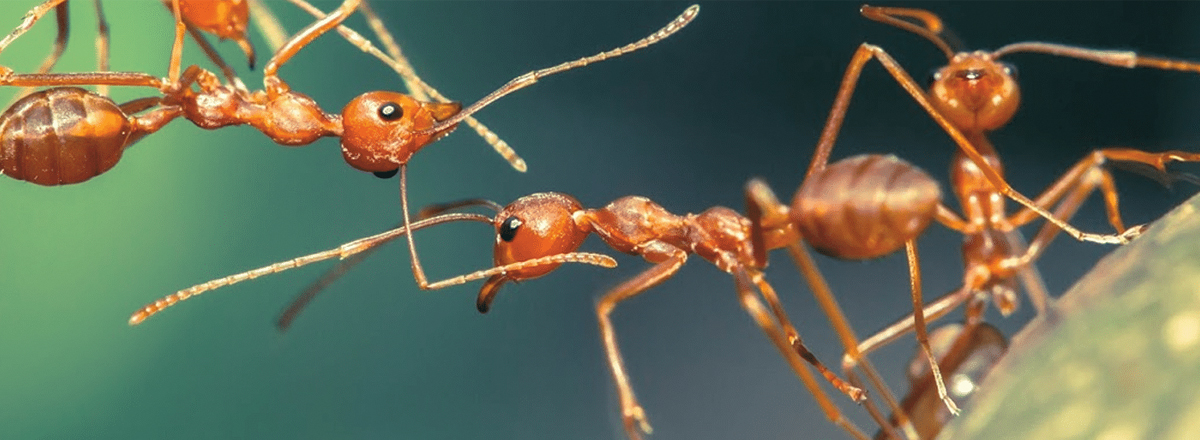 Ants Pest Control Service in Fujairah
