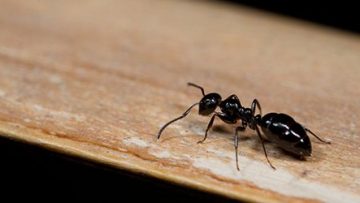 Ants Pest Control Service in Fujairah