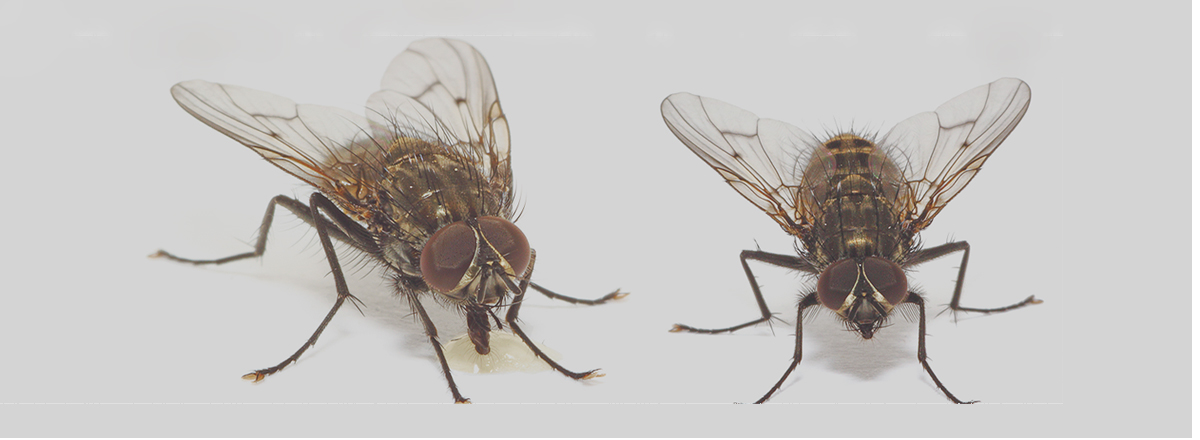 Flies Pest Control Service in Fujairah 